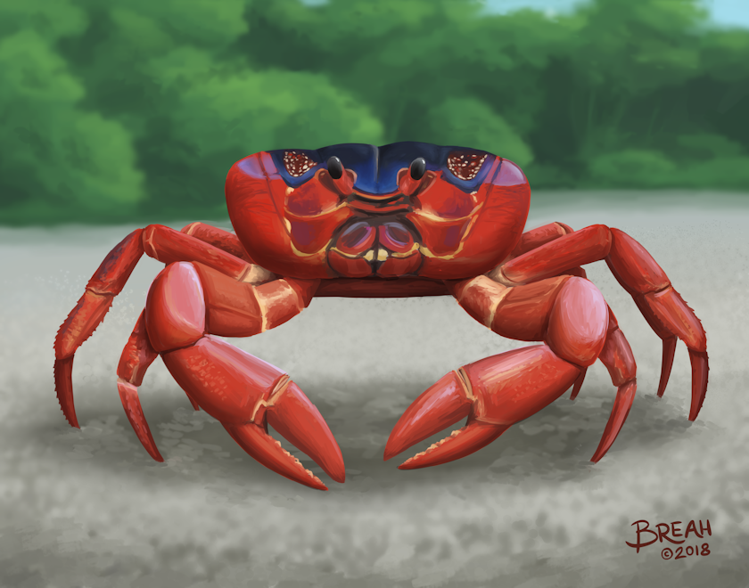 Christmas Island Red Crab – Art By Breah